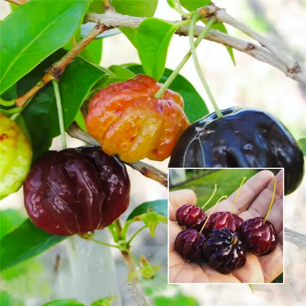 Surinam_Cherry_Plant_(Eugenia_uniflora)_�??_Rare_Tropical_Fruit_Tree