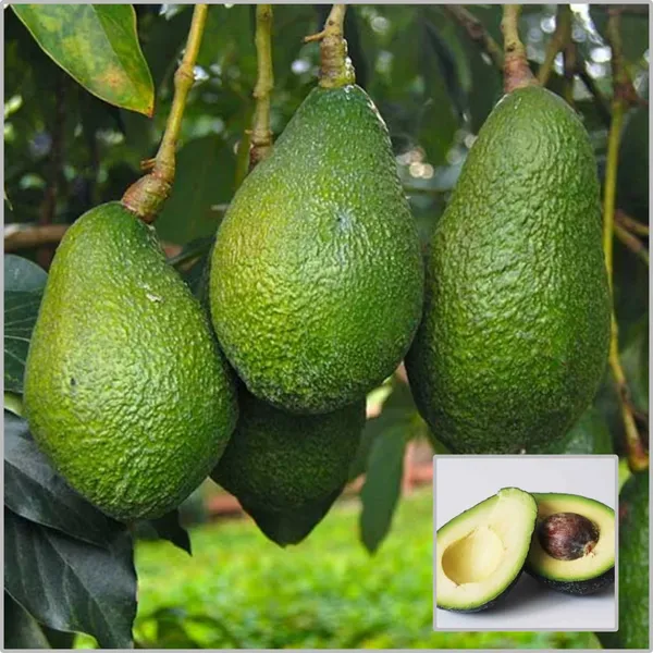 Avocado_Fruit_Plants_(Pinkerton)_Hybrid_Pack_Of_-_1