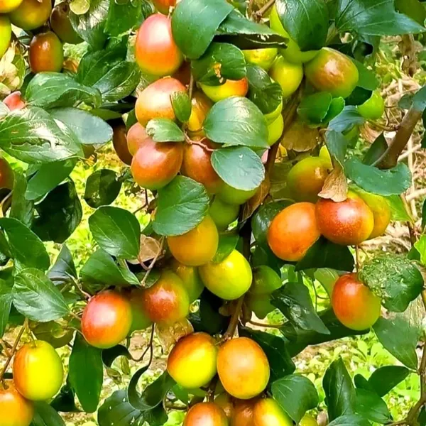 Ber_Apple_Plant_(Hybrid)_For_Indoor_&_Outdoor_With_Pot