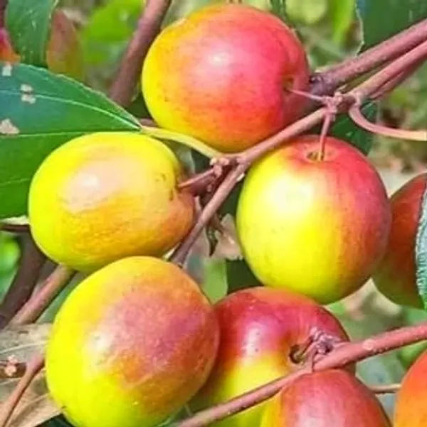 Ber_Apple_Plant_(Hybrid)_For_Indoor_&_Outdoor_With_Pot