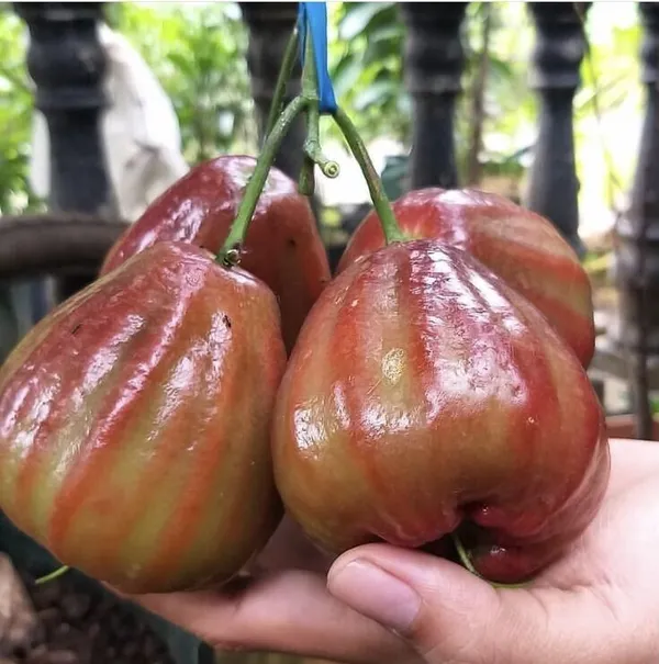 Water_Apple_Plant_(Hybrid)_For_Outdoor_With_Grow_Bag