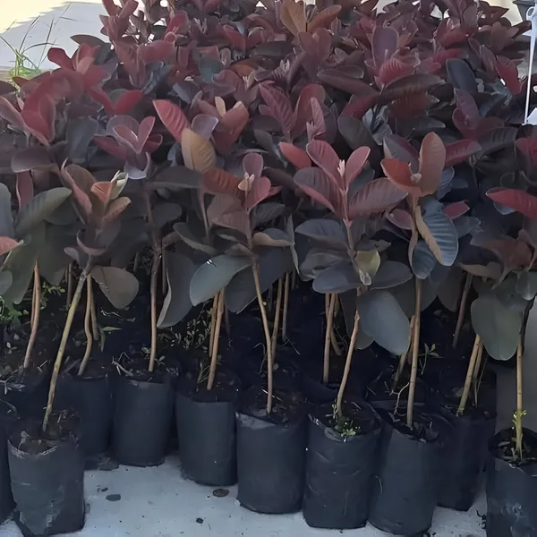 Red_Guava_Plant_(Hybrid)_For_Outdoor_With_Grow_Bag
