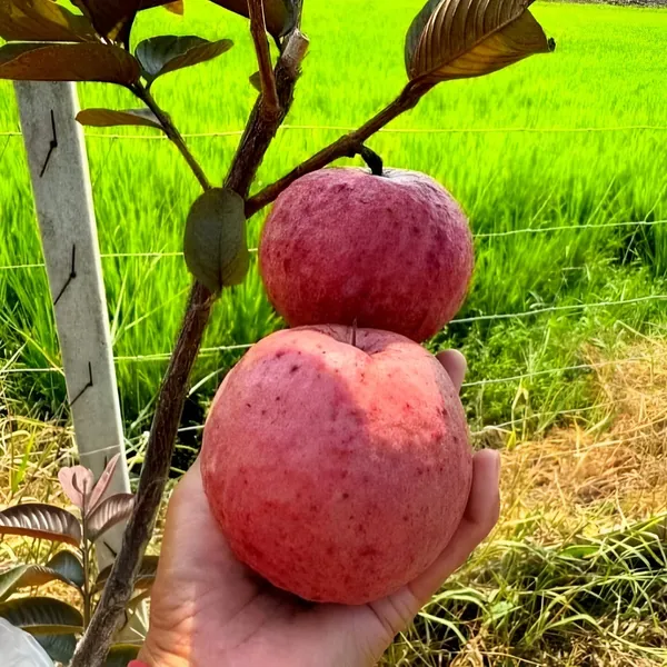 Red_Guava_Plant_(Hybrid)_For_Outdoor_With_Grow_Bag
