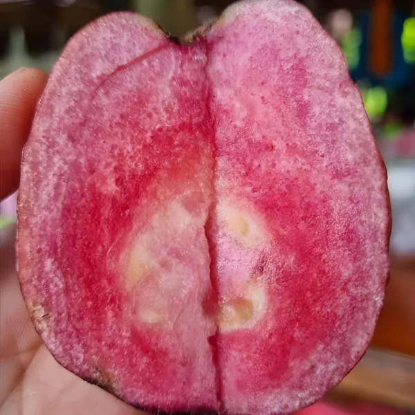Red_Guava_Plant_(Hybrid)_For_Outdoor_With_Grow_Bag