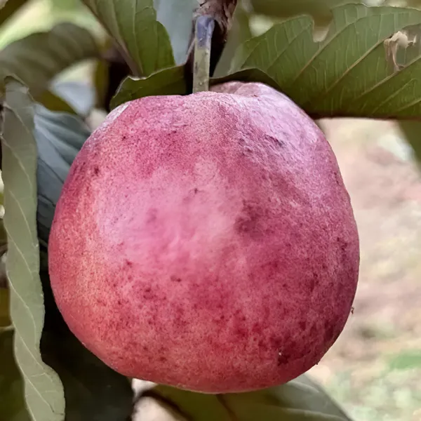 Red_Guava_Plant_(Hybrid)_For_Outdoor_With_Grow_Bag