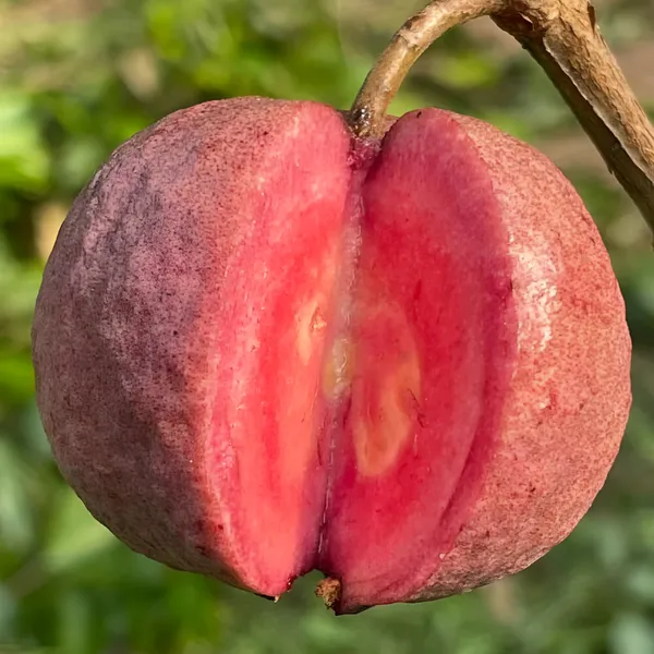 Red_Guava_Plant_(Hybrid)_For_Outdoor_With_Grow_Bag
