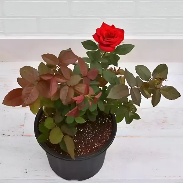 Rose_Plant_(Hybrid)_For_Indoor_&_Outdoor_With_Grow_Bag