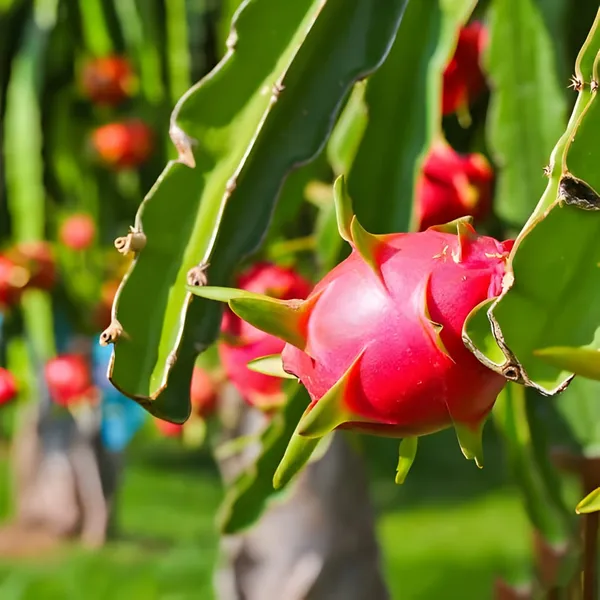 Dragon_Fruit_Plant_(Hybrid)_For_Indoor_&_Outdoor_With_Grow_Bag