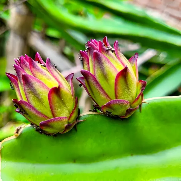 Dragon_Fruit_Plant_(Hybrid)_For_Indoor_&_Outdoor_With_Grow_Bag