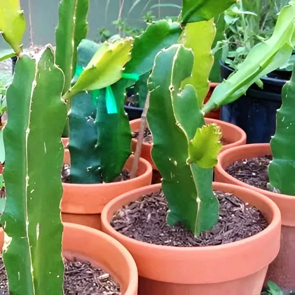 Dragon_Fruit_Plant_(Hybrid)_For_Indoor_&_Outdoor_With_Grow_Bag