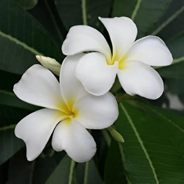 Plumeria_Plant_(Hybrid)_For_Outdoor_With_Grow_Bag