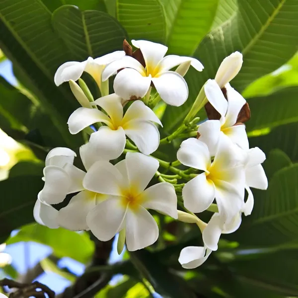 Plumeria_Plant_(Hybrid)_For_Outdoor_With_Grow_Bag