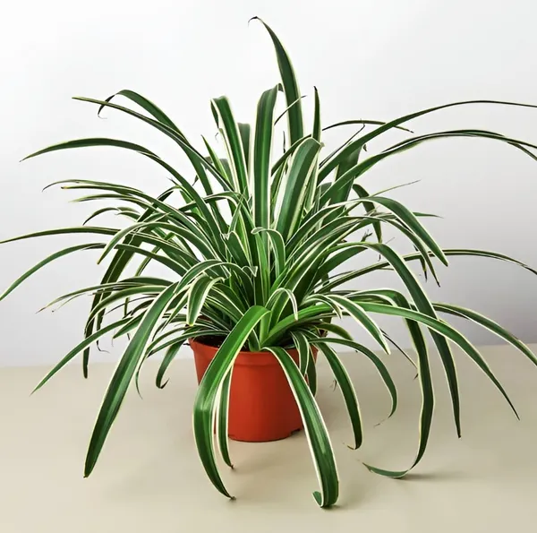 Spider_Plant_(Chlorophytum_comosum)_Air-Purifying_Indoor_Houseplant