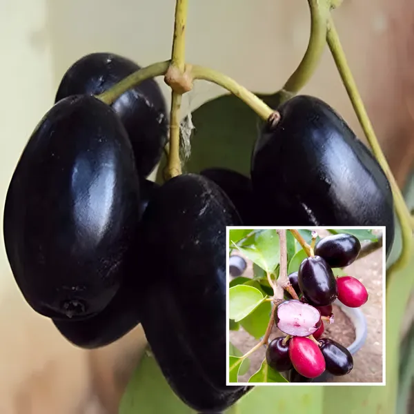 Black_Jamun_Plant_(Hybrid)_For_Outdoor_With_Grow_Bag