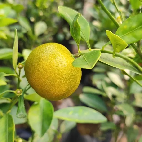 Mausambi_Lemon_Plant_(Hybrid)_For_Outdoor_With_Pot