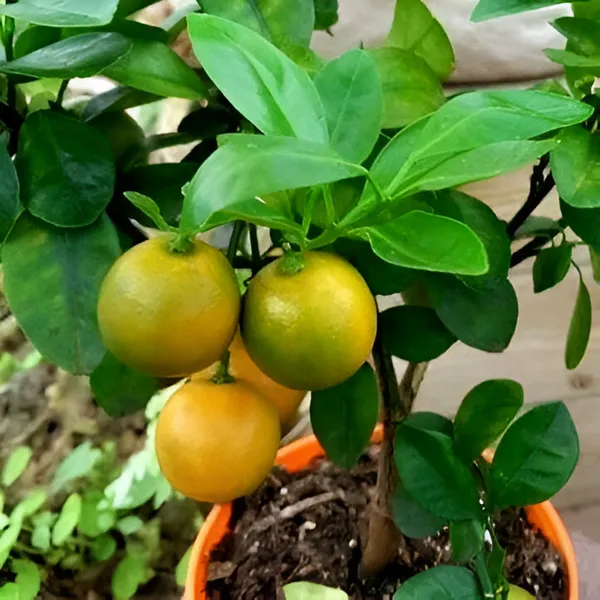 Mausambi_Lemon_Plant_(Hybrid)_For_Outdoor_With_Pot