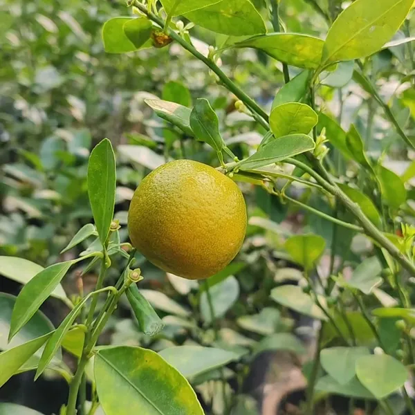 Mausambi_Lemon_Plant_(Hybrid)_For_Outdoor_With_Pot