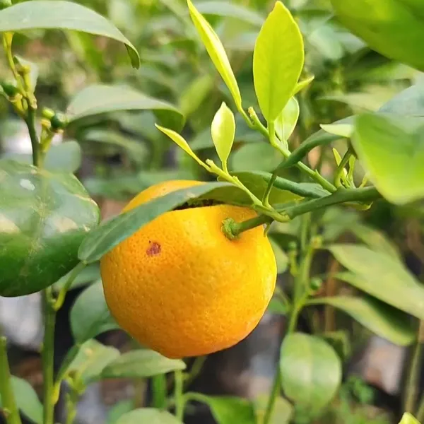 Mausambi_Lemon_Plant_(Hybrid)_For_Outdoor_With_Pot