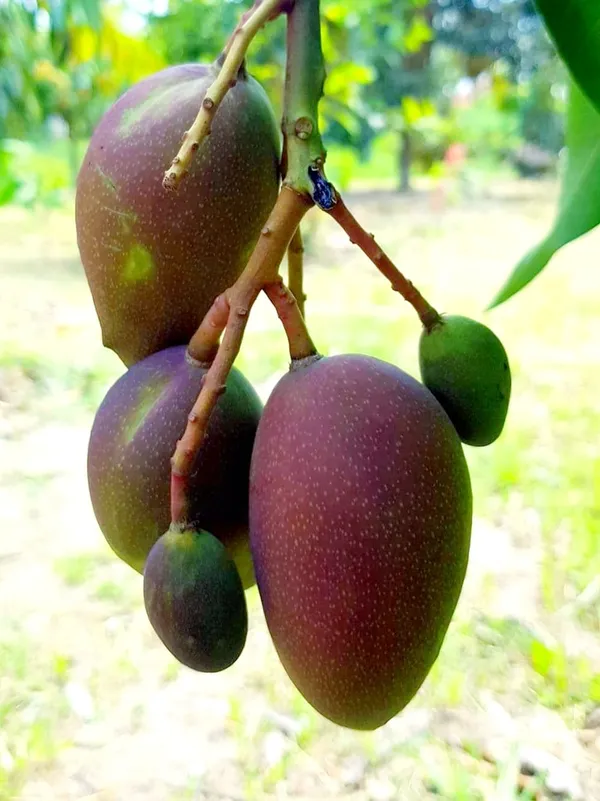 King_Of_Chakapat_Mango_Plant_(Hybrid)_For_Outdoor_With_Grow_Bag