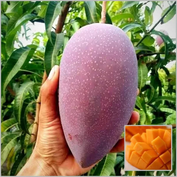 King_Of_Chakapat_Mango_Plant_(Hybrid)_For_Outdoor_With_Grow_Bag