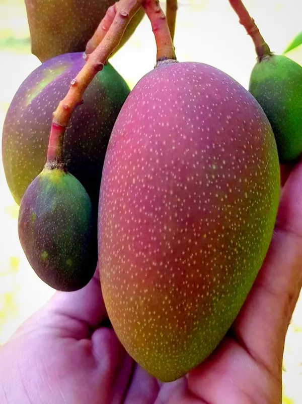 King_Of_Chakapat_Mango_Plant_(Hybrid)_For_Outdoor_With_Grow_Bag