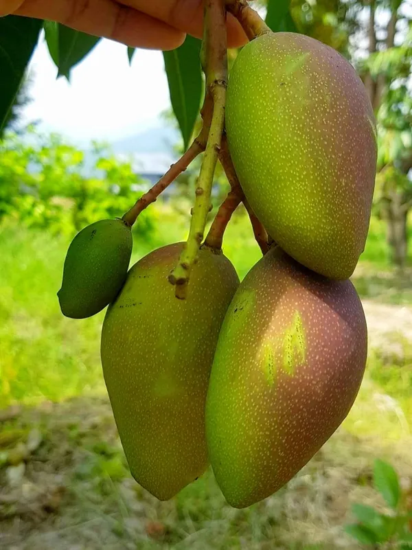 King_Of_Chakapat_Mango_Plant_(Hybrid)_For_Outdoor_With_Grow_Bag