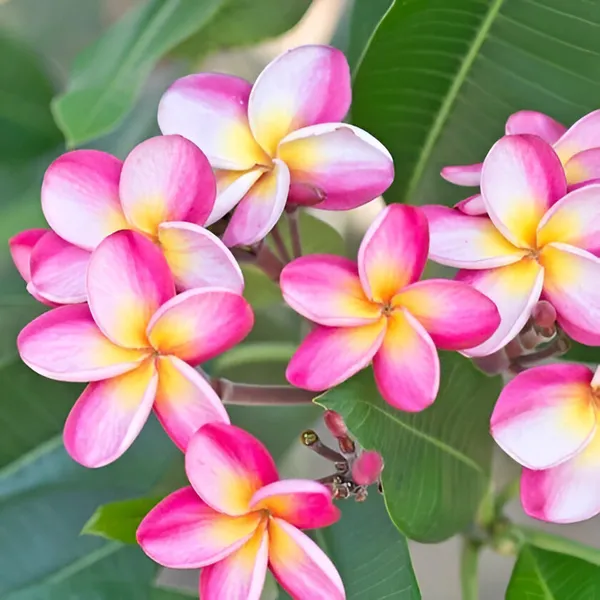 Plumeria_Plant_(Hybrid)_For_Indoor_&_Outdoor_With_Grow_Bag