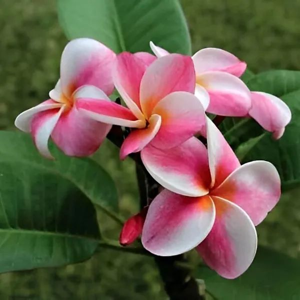Plumeria_Plant_(Hybrid)_For_Indoor_&_Outdoor_With_Grow_Bag