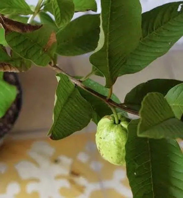 Guava_Plant_Pack_Of_-_2_(Hybrid)_For_Outdoor_With_Grow_Bag