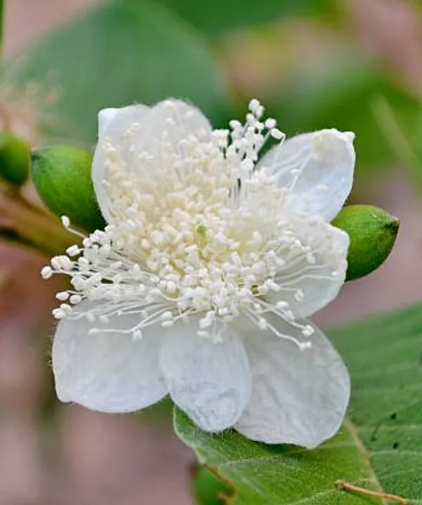 Guava_Plant_Pack_Of_-_2_(Hybrid)_For_Outdoor_With_Grow_Bag