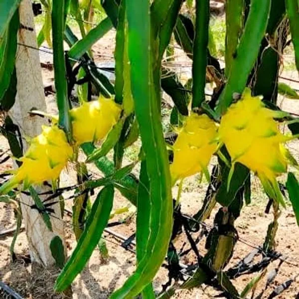 Dragon_Tree_(Hybrid)_For_Indoor_&_Outdoor_With_Grow_Bag