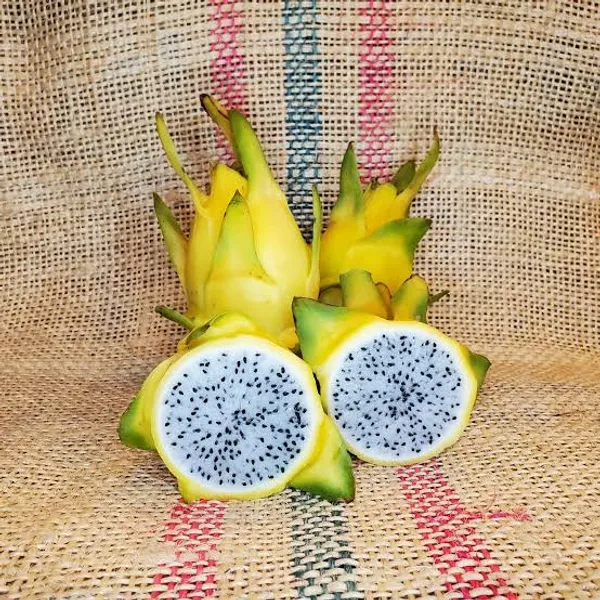 Dragon_Tree_(Hybrid)_For_Indoor_&_Outdoor_With_Grow_Bag