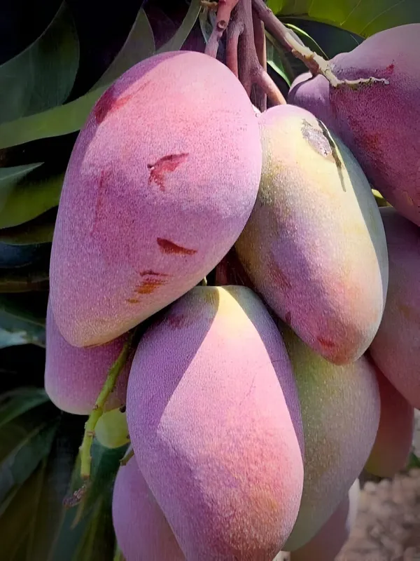Thai_Katimon_All_Time_Mango_Plant_(Hybrid)_For_Outdoor_With_Grow_Bag