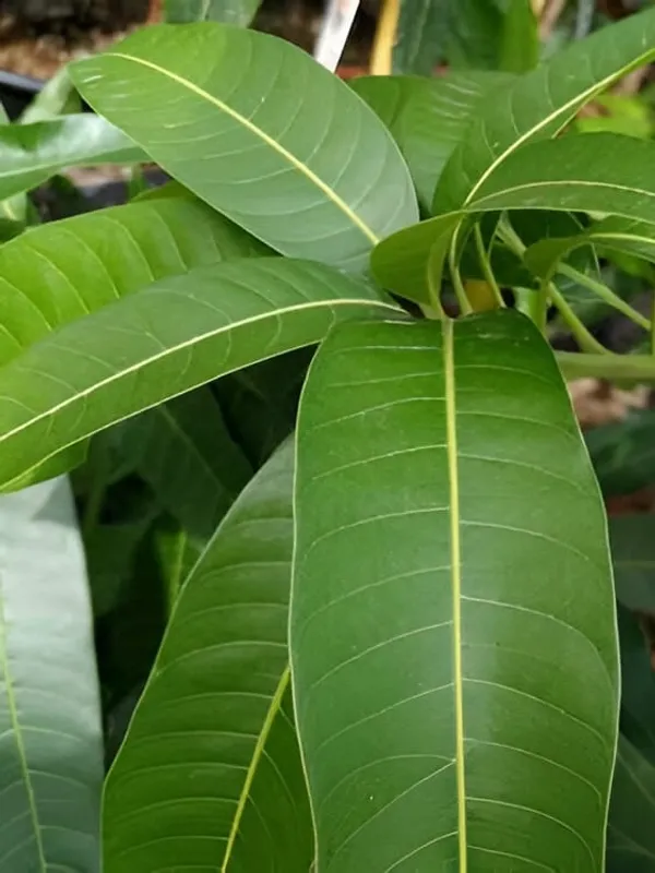 Thai_Katimon_All_Time_Mango_Plant_(Hybrid)_For_Outdoor_With_Grow_Bag