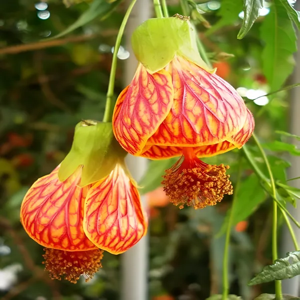Lanthan_joba/lonthon_joba/hibiscus_Plant_For_Outdoor_|__Hybrid_|_With_Grow_Bag