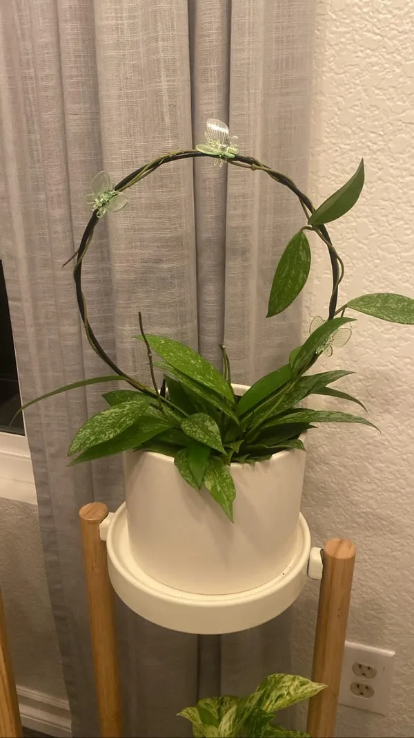 Black__Metal_Plant_Trellis_Climbing_Plants_Iron_Vine_Stem_Support_Wire_Plants_Climbing_Holder_Rack_Potted_Plants_Flowers_Indoor_Garden_Decor_(2_Circles)_25.4_x_1.27_x_33.02_cm;_500_g