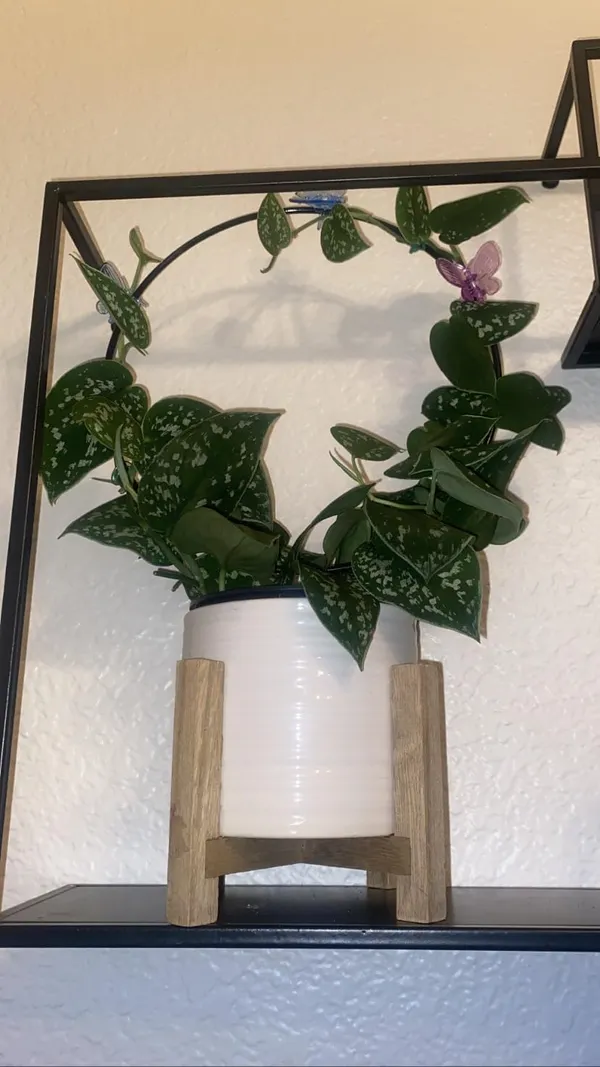 Black__Metal_Plant_Trellis_Climbing_Plants_Iron_Vine_Stem_Support_Wire_Plants_Climbing_Holder_Rack_Potted_Plants_Flowers_Indoor_Garden_Decor_(2_Circles)_25.4_x_1.27_x_33.02_cm;_500_g