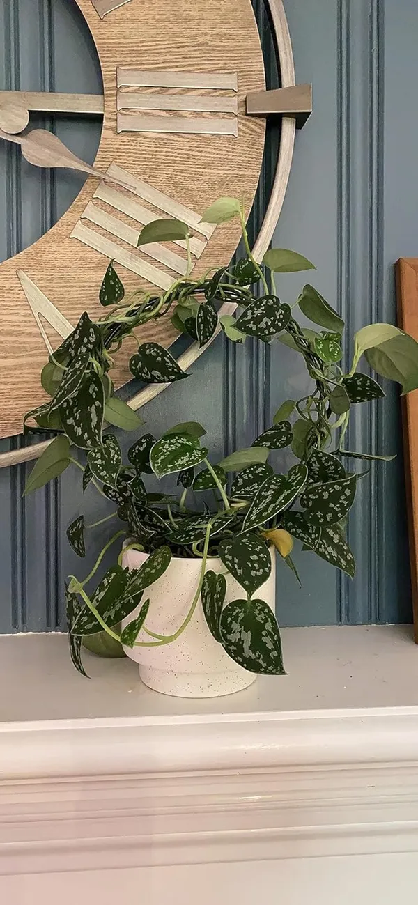 Black__Metal_Plant_Trellis_Climbing_Plants_Iron_Vine_Stem_Support_Wire_Plants_Climbing_Holder_Rack_Potted_Plants_Flowers_Indoor_Garden_Decor_(2_Circles)_25.4_x_1.27_x_33.02_cm;_500_g