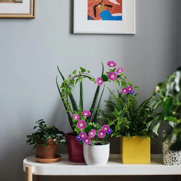 Black_Metal_Plant_Trellis_Climbing_Plants_Iron_Vine_Stem_Support_Wire_Plants_Climbing_Holder_Rack_Potted_Plants_Flowers_Indoor_Garden_Decor_Vertical_Gardening_Plant_Support_(2_+2_Hearts)