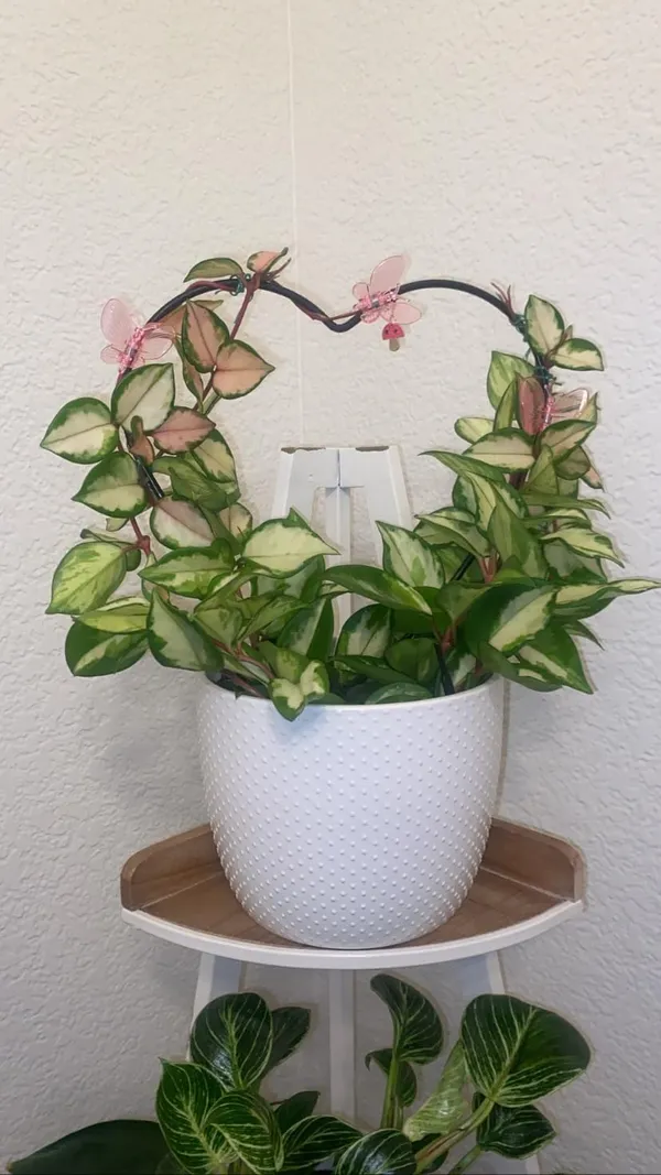 Black_Metal_Plant_Trellis_Climbing_Plants_Iron_Vine_Stem_Support_Wire_Plants_Climbing_Holder_Rack_Potted_Plants_Flowers_Indoor_Garden_Decor_Vertical_Gardening_Plant_Support_(2_+2_Hearts)