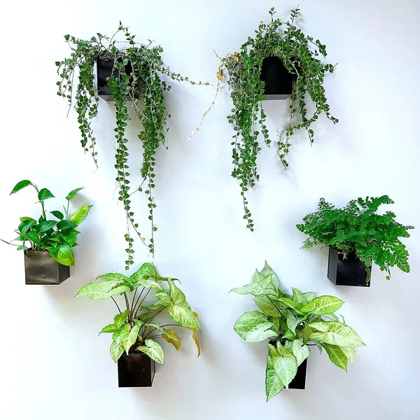 Black_Wall_Planter_6-Pack_4_Inch_Square_Metal_Wall_Planters_For_Indoor_And_Outdoor_Plants,_Small_White_Hanging_Flower_Pots_For_Balcony,_Herb_Garden_Decor,_Patio,_10L_x_10W_x_10H_Centimeters