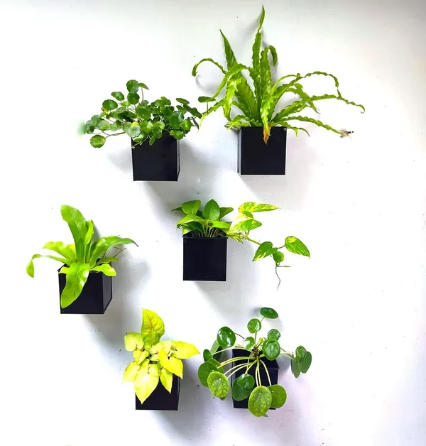 Black_Wall_Planter_6-Pack_4_Inch_Square_Metal_Wall_Planters_For_Indoor_And_Outdoor_Plants,_Small_White_Hanging_Flower_Pots_For_Balcony,_Herb_Garden_Decor,_Patio,_10L_x_10W_x_10H_Centimeters