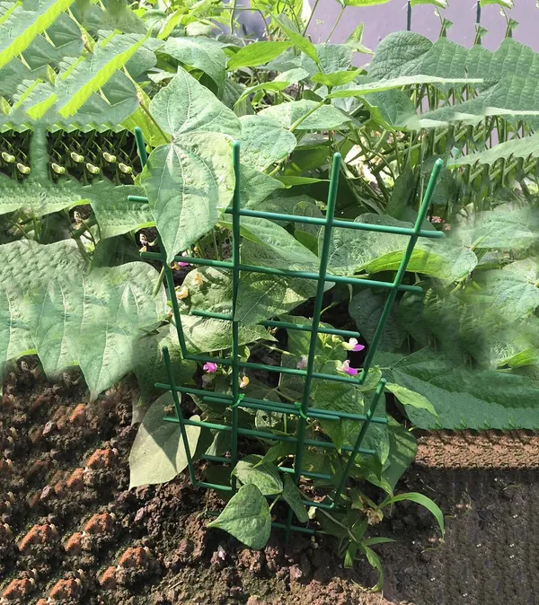 Multicolor_4-Piece_Pack_Trellis_Potted_Plants_Small_Garden_Trellis_Climbing_Plants_Outdoor_Stackable_Plastic_Trellis_Potted_Plants_Indoor_Diy_Climbing_Trellis_Houseplant_17W_x_31H_Centimeters