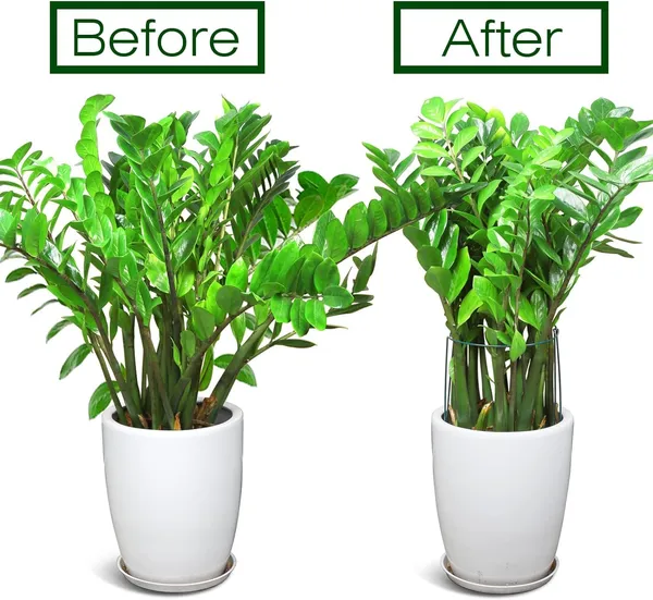 Green_Plant_Support_Stakes,_4_Pcs_Peony_Cages_And_Supports,_Plant_Support,_Plant_Stakes_For_Indoor_Plants,_Outdoor_Plants,_Garden_Stakes,_Peony_Tomato_Plant_(3)_12L_x_40W_Centimeters