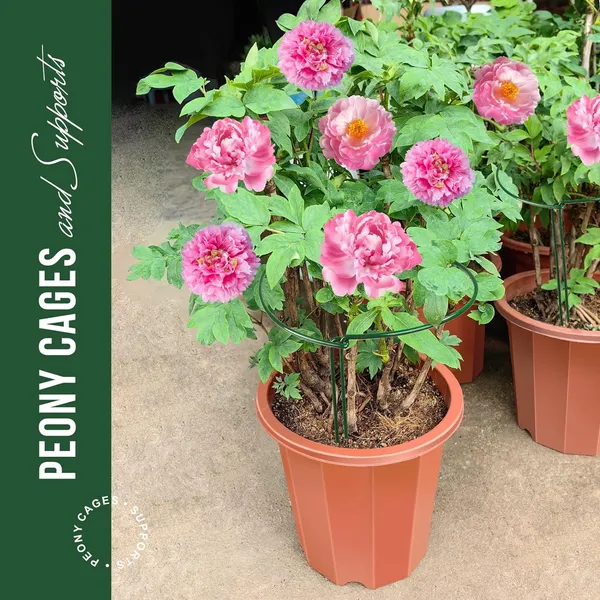 Green_Plant_Support_Stakes,_4_Pcs_Peony_Cages_And_Supports,_Plant_Support,_Plant_Stakes_For_Indoor_Plants,_Outdoor_Plants,_Garden_Stakes,_Peony_Tomato_Plant_(3)_12L_x_40W_Centimeters