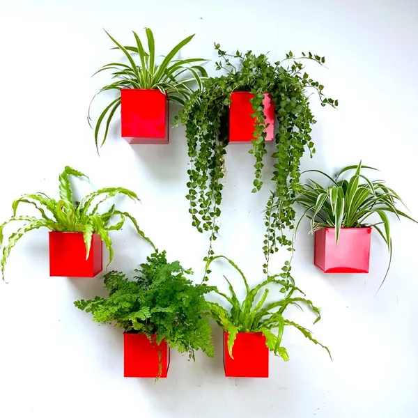 Red_Wall_Planter_6-Pack_-_4_Inch_Square_Metal_Wall_Planters_For_Indoor_And_Outdoor_Plants,_Small_White_Hanging_Flower_Pots_For_Balcony,_Herb_Garden_Decor,_Patio_10L_x_10W_x_10H_Centimeters