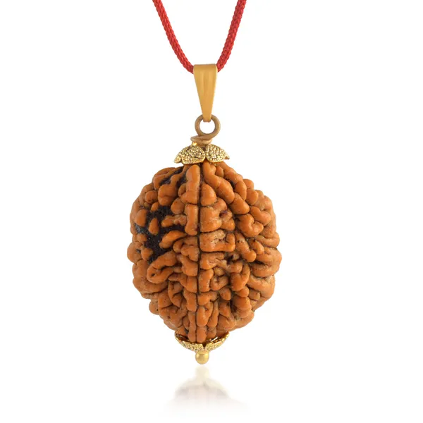 2_Mukhi_Nepali_Rudraksha_With_Sterling_Silver_Chain_|_For_Men_&_Women_Natural_&_Certified