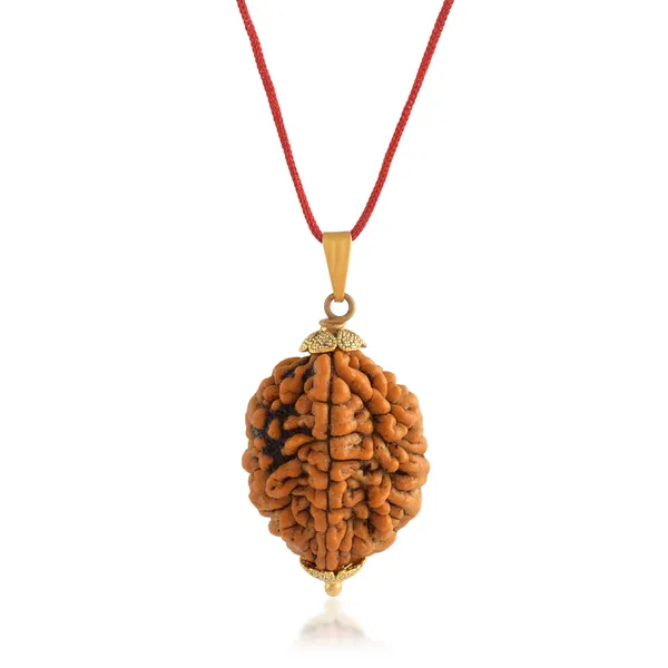 2_Mukhi_Nepali_Rudraksha_With_Sterling_Silver_Chain_|_For_Men_&_Women_Natural_&_Certified