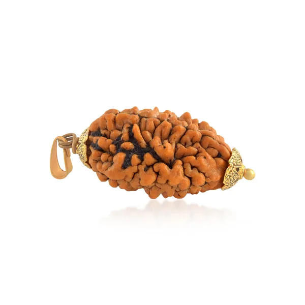 2_Mukhi_Nepali_Rudraksha_With_Sterling_Silver_Chain_|_For_Men_&_Women_Natural_&_Certified