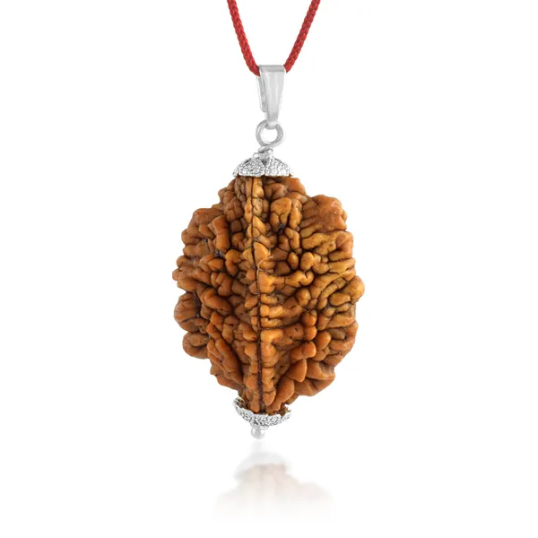 2_Mukhi_Nepali_Rudraksha_With_Sterling_Silver_Chain_|_For_Men_&_Women_Natural_&_Certified
